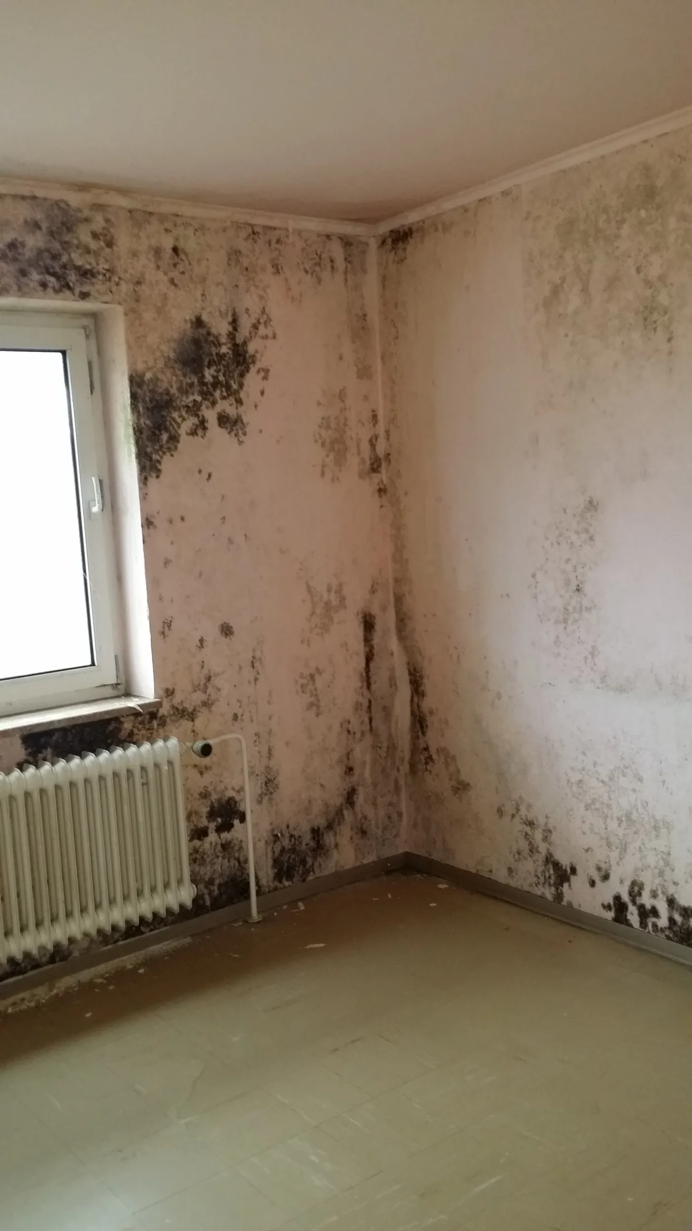 Zimmerdecke und Wand über dem Fenster mit dunklen, flächigen Schimmelflecken.